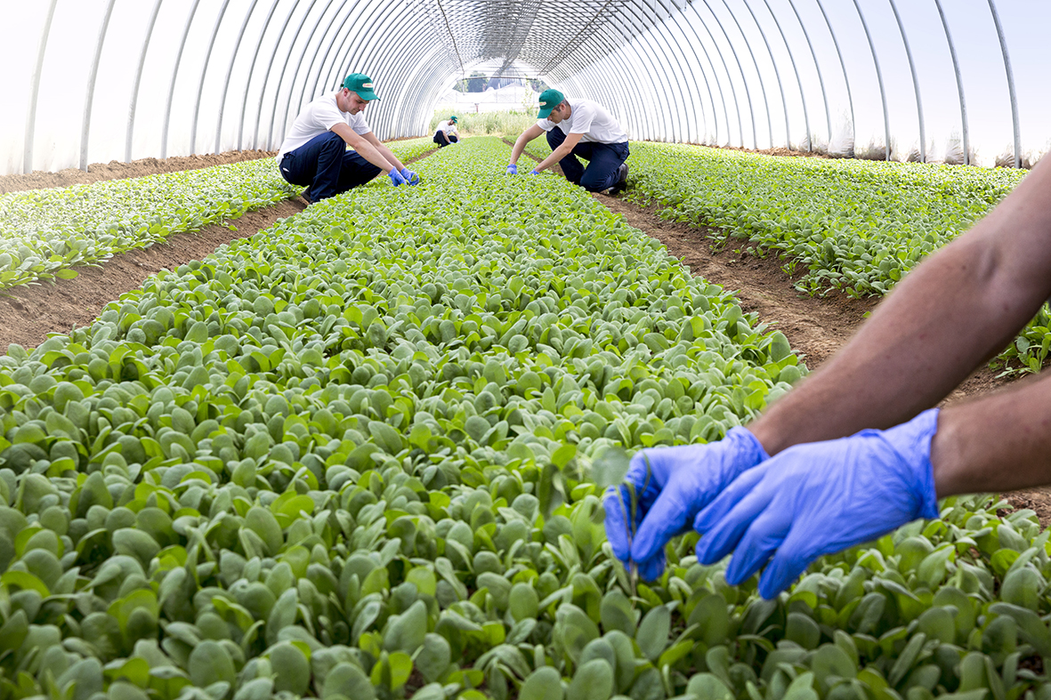 Scopri di più sull'articolo La Linea Verde continua a crescere