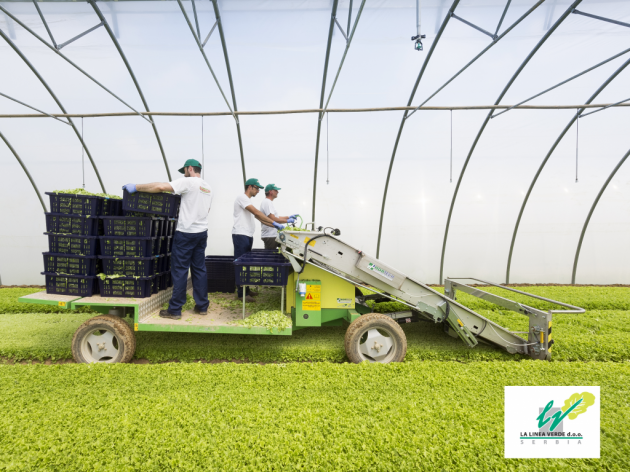 The harvesting at a plastic green house